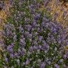 Lavandula intermedia 'Grosso' -- Lavendel